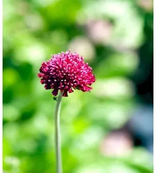 Witwenblume